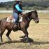 TNSHA October Show at Clearview Farm